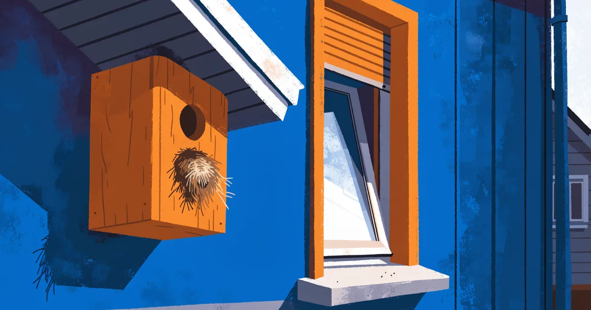 Vogelflöhe aus dem Nistkasten: leeres Vogelnest am Haus nach dem Ausfliegen