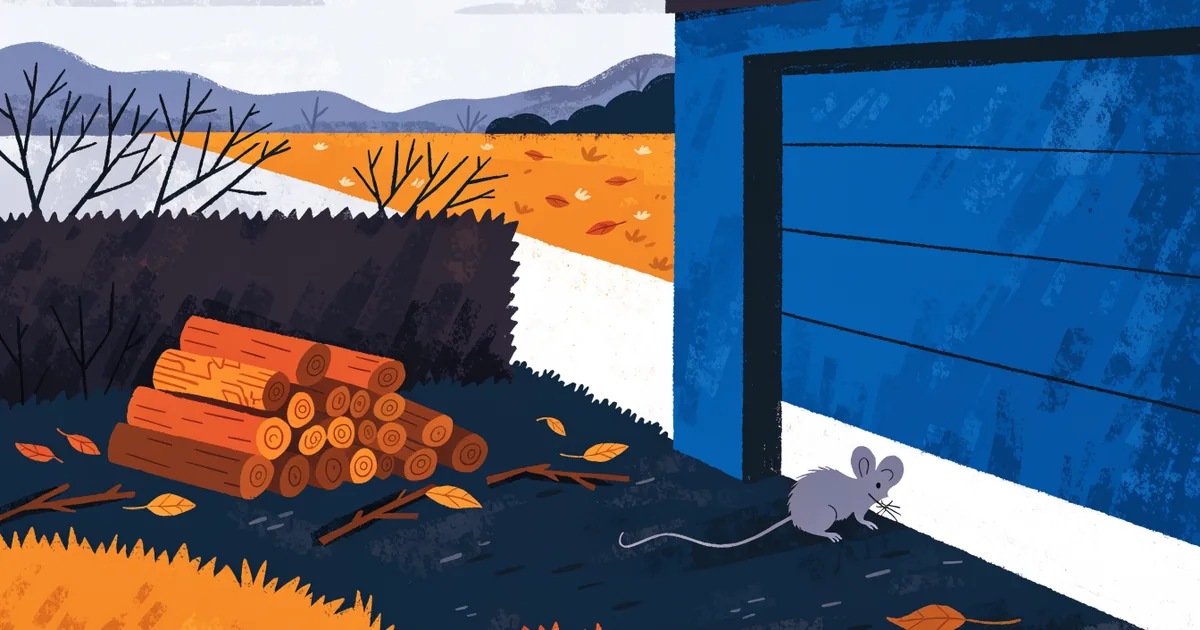 Hausmaus im Herbst am Spalt unter dem Garagentor, Laub und Brennholz daneben