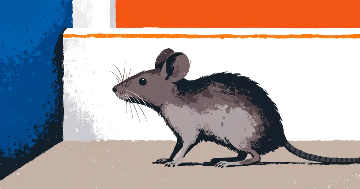 Hausmaus in Seitenansicht an der Fußleiste: große Ohren, spitze Schnauze, Schwanz etwa körperlang